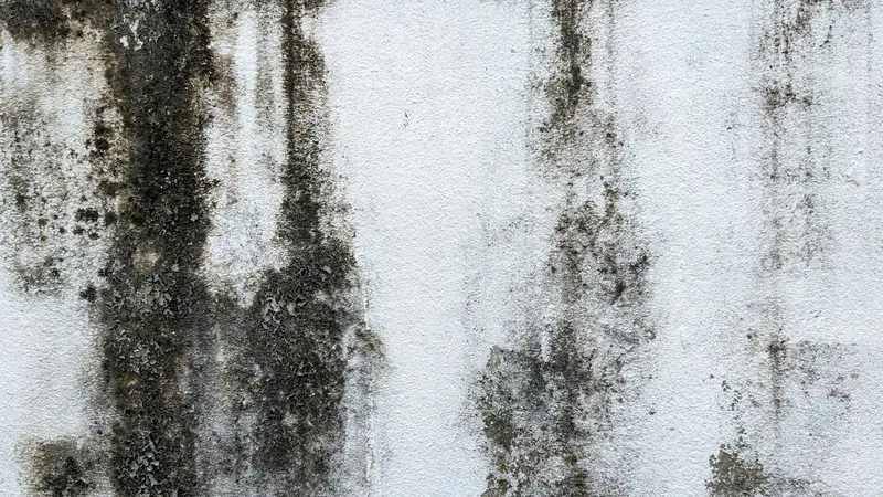 Black mold streaks spreading on a painted wall